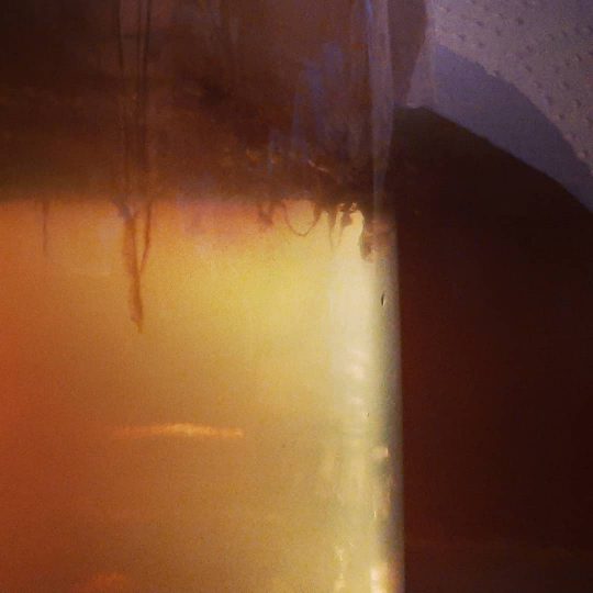 Scoby Culture by Cultures of Light Kombucha